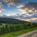 Abendstimmung im Weinberg