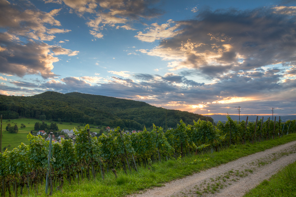 Abendstimmung im Weinberg