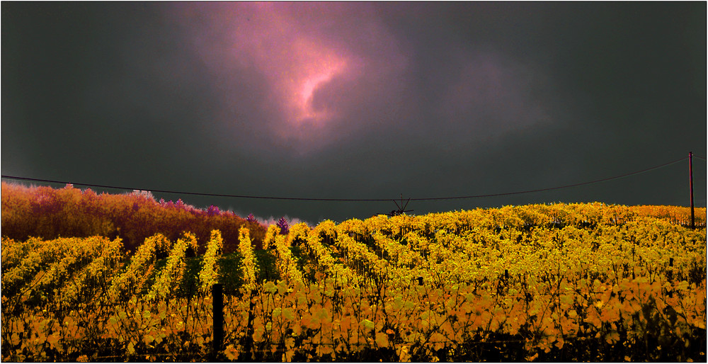 Abendstimmung im Weingarten