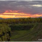 Abendstimmung im Weingarten