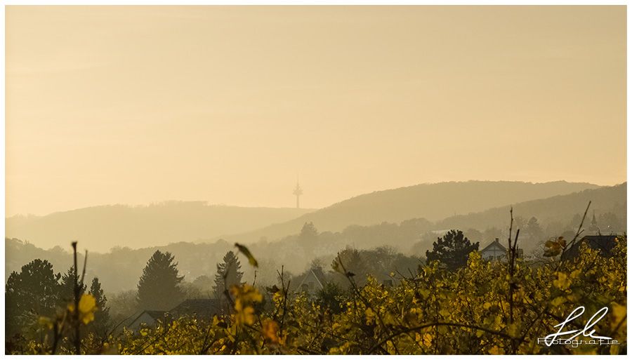 Abendstimmung im Wienerwald II