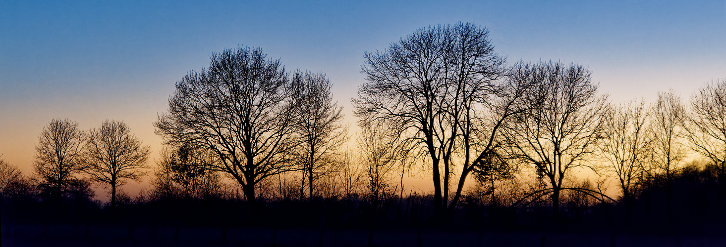 Abendstimmung im Winter mit Bäumen