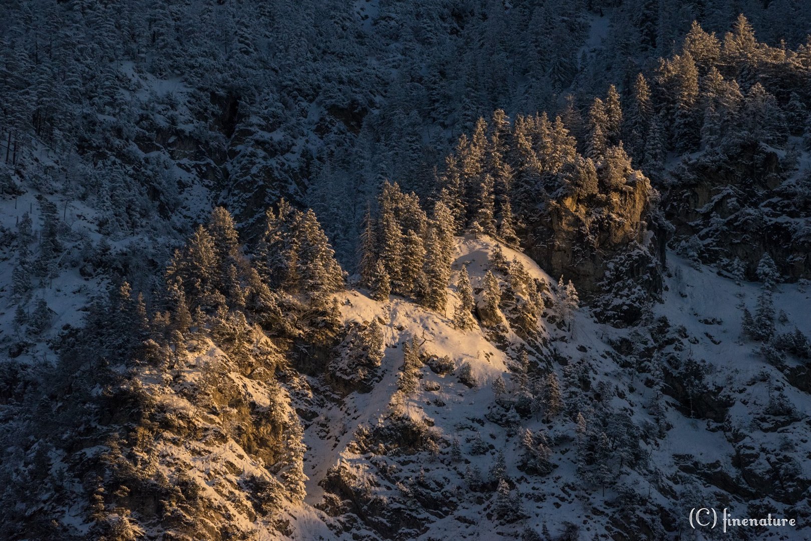 Abendstimmung im winterlichen Bergwald