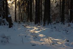 Abendstimmung im Winterwald