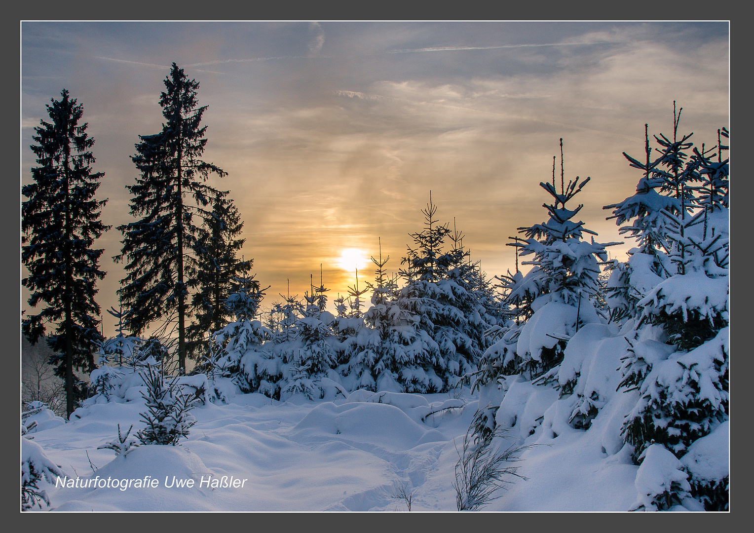 Abendstimmung im Winterwald