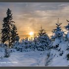 Abendstimmung im Winterwald