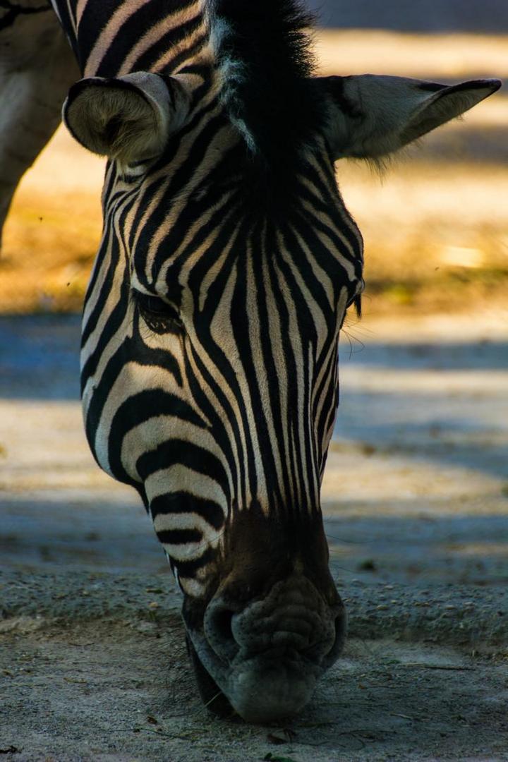 Abendstimmung im Zoo....