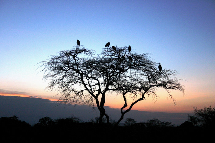 Abendstimmung in Afrika von Falk Fischer