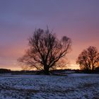 Abendstimmung in den Oderwiesen bei Lebus (Brandenburg)