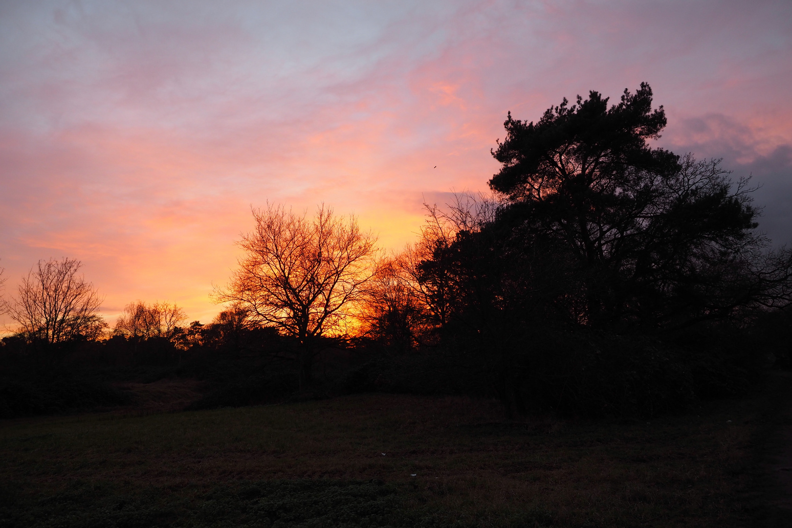 Abendstimmung in den Schwanheimer Dünen