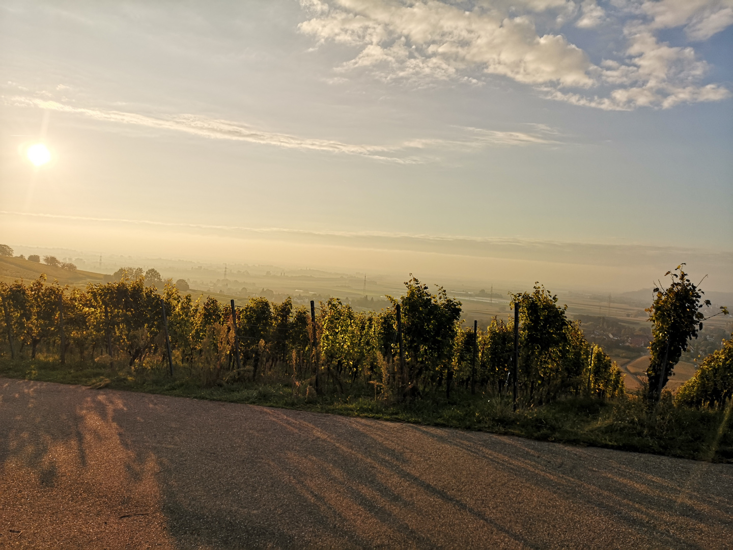 Abendstimmung in den Weinbergen