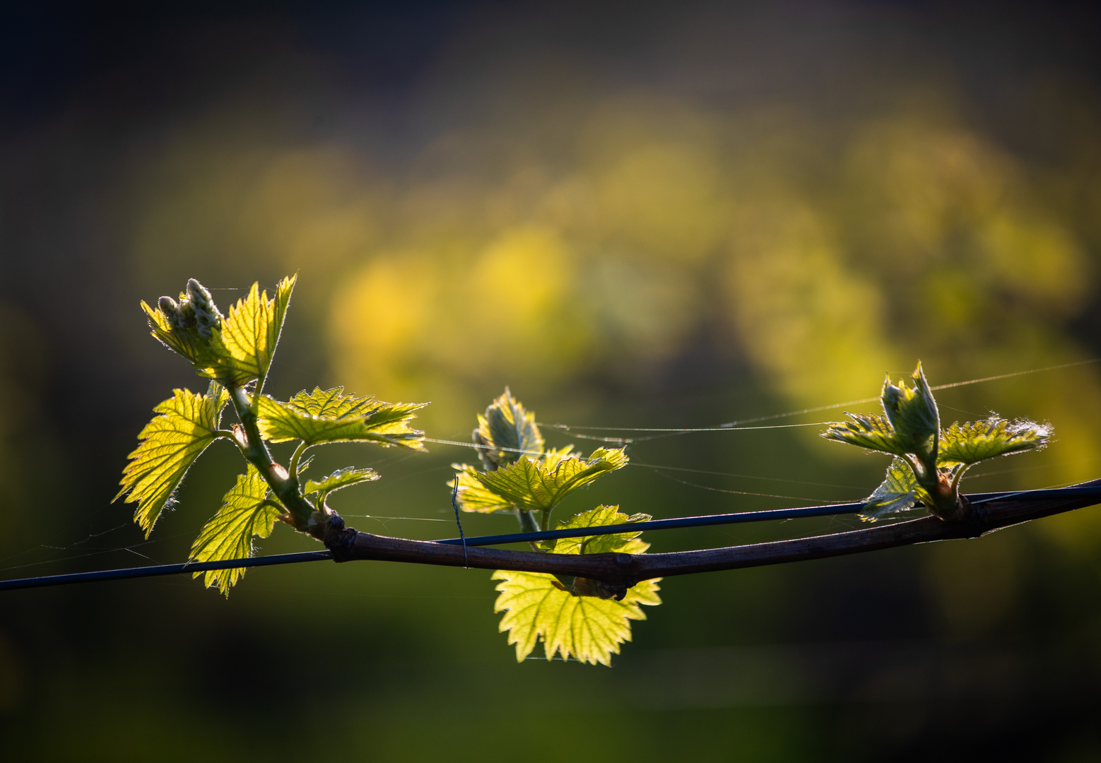 Abendstimmung in den Weinbergen