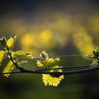 Abendstimmung in den Weinbergen