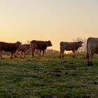 Abendstimmung in der Auvergne