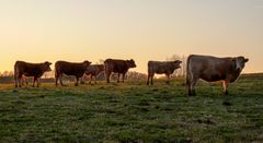 Abendstimmung in der Auvergne