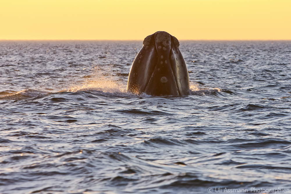 Abendstimmung in der Bucht von Valdez