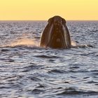 Abendstimmung in der Bucht von Valdez