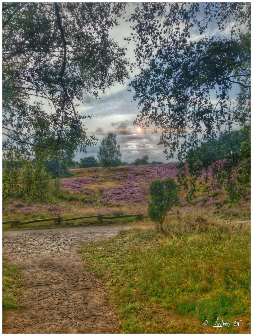 Abendstimmung in der Heide