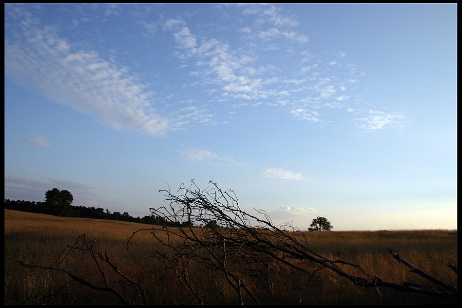 Abendstimmung in der Heide