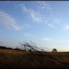 Abendstimmung in der Heide