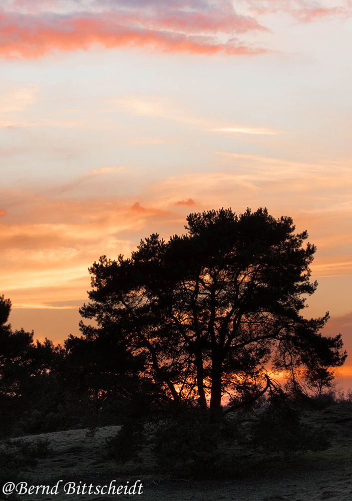 *Abendstimmung in der Heide*