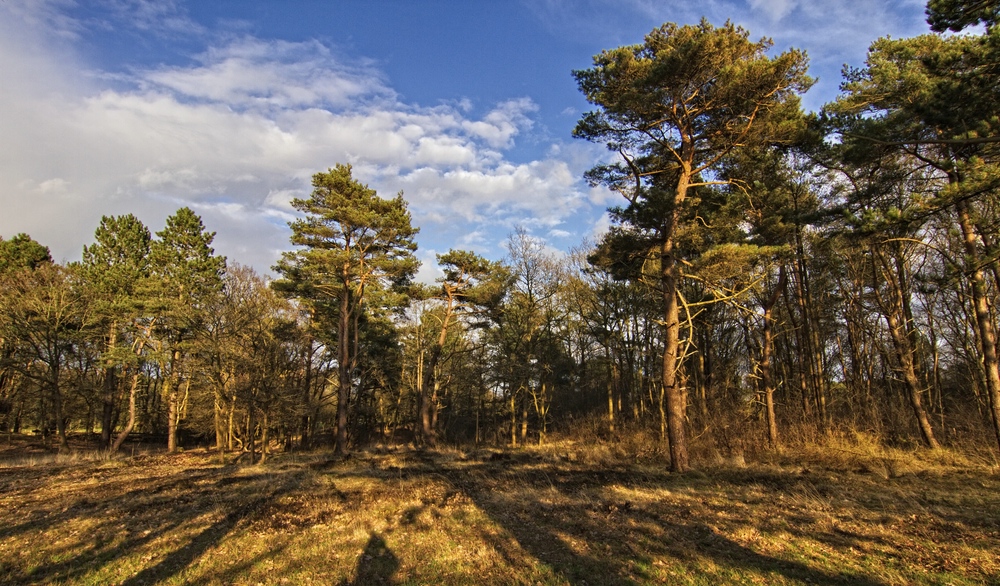 Abendstimmung in der Heide