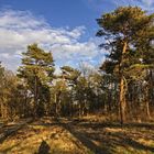 Abendstimmung in der Heide