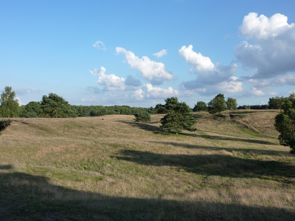 Abendstimmung in der Heide