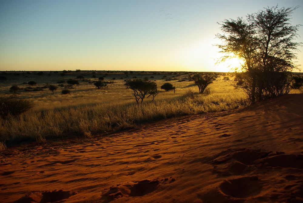 Abendstimmung in der Kalahari