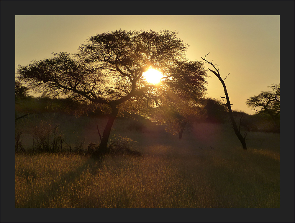 Abendstimmung in der Kalahari