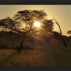 Abendstimmung in der Kalahari