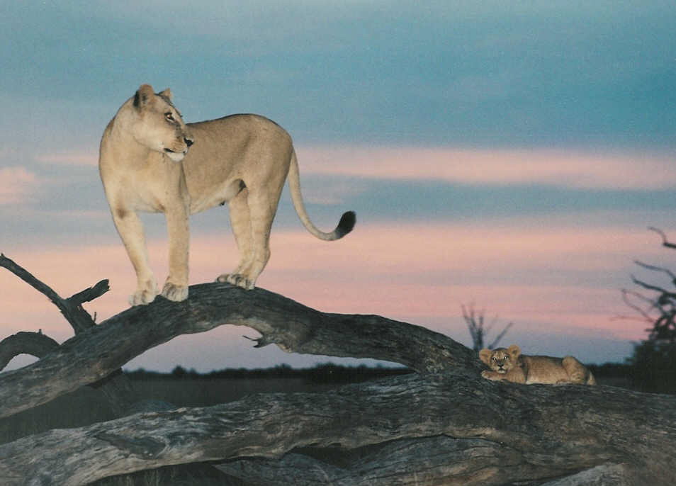 Abendstimmung in der Kalahari, Löwin mit ihrem Jungen