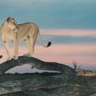 Abendstimmung in der Kalahari, Löwin mit ihrem Jungen