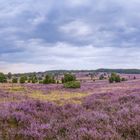 Abendstimmung in der Lüneburger Heide