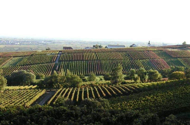 Abendstimmung in der Mittelhaard/Pfalz