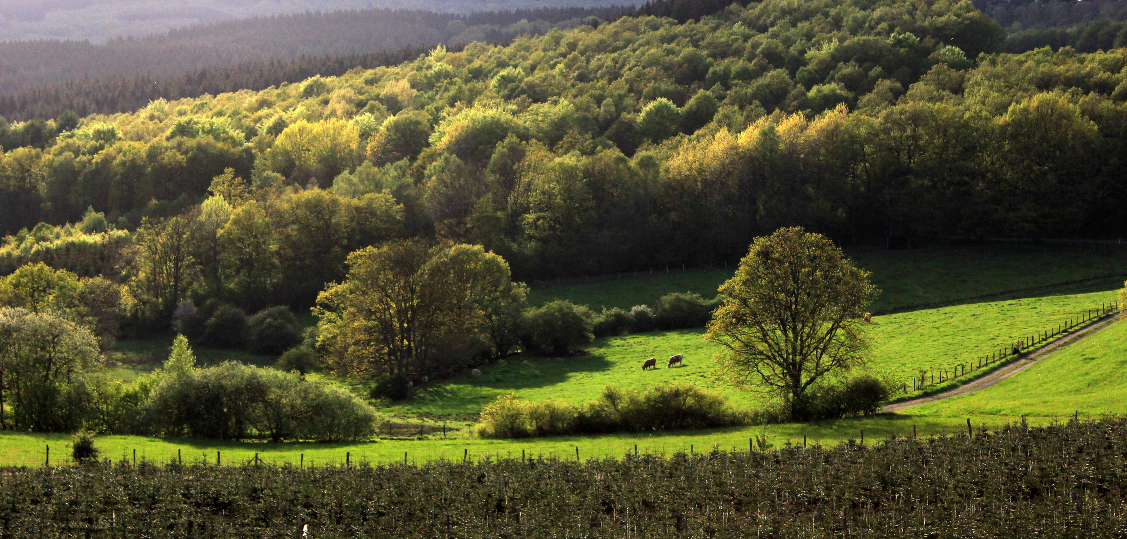 Abendstimmung in der Nähe von Kirchhundem (Sauerland)