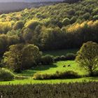 Abendstimmung in der Nähe von Kirchhundem (Sauerland)