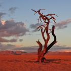 Abendstimmung in der Namib-Wüste