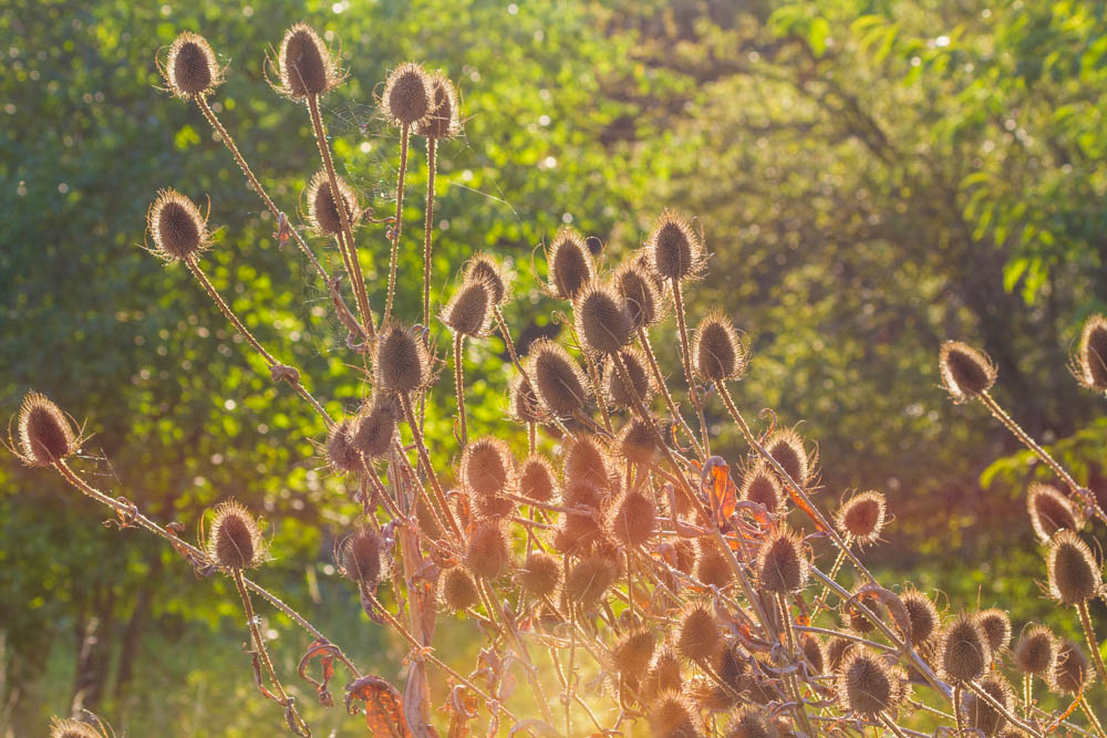 Abendstimmung in der Natur