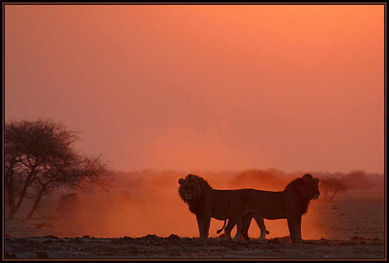 Abendstimmung in der Nxai Pan