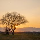 Abendstimmung in der Pfalz