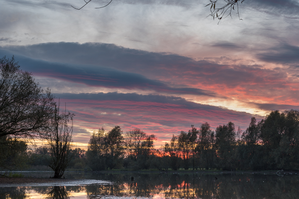 Abendstimmung in der Rheinaue