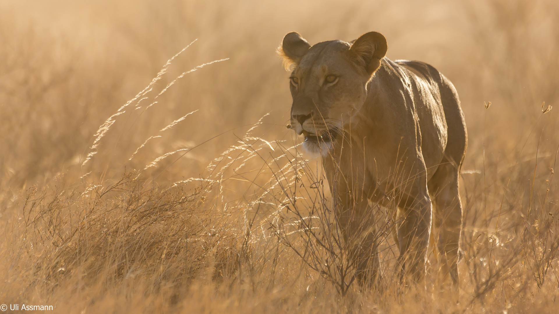 Abendstimmung in der Samburu