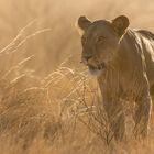 Abendstimmung in der Samburu