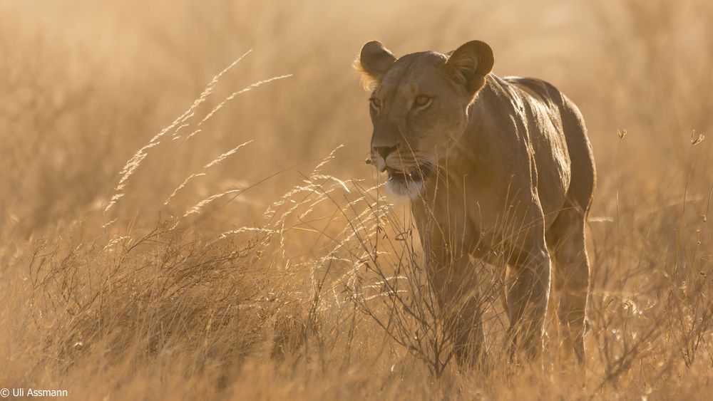 Abendstimmung in der Samburu