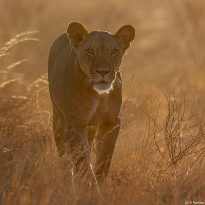 Abendstimmung in der Samburu