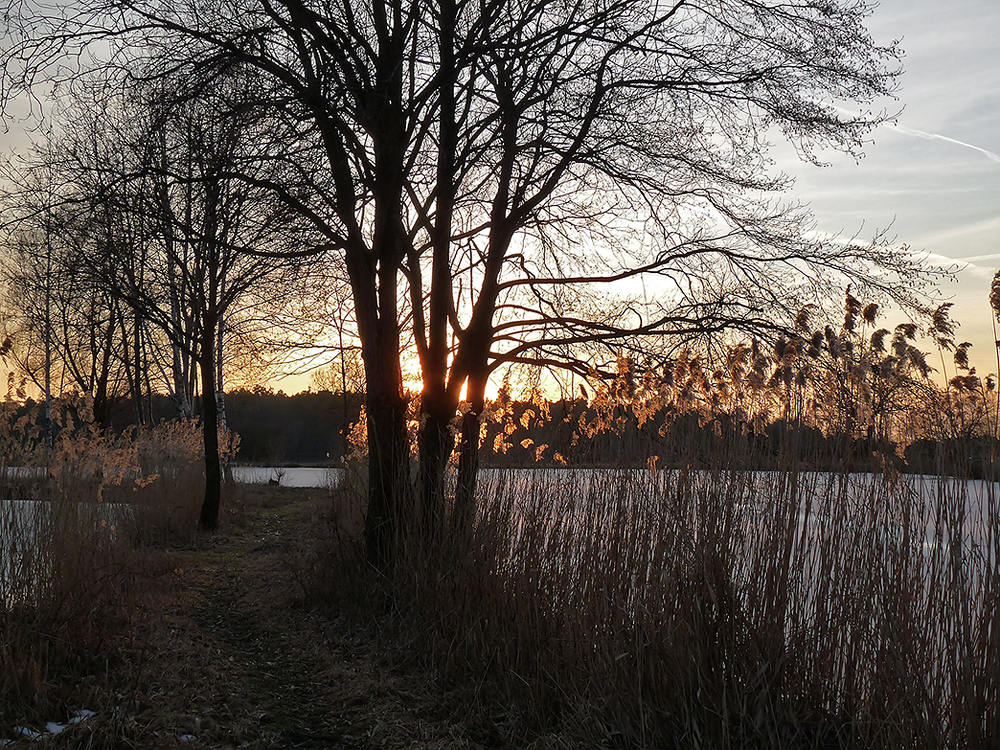 Abendstimmung in der Scherau (3)