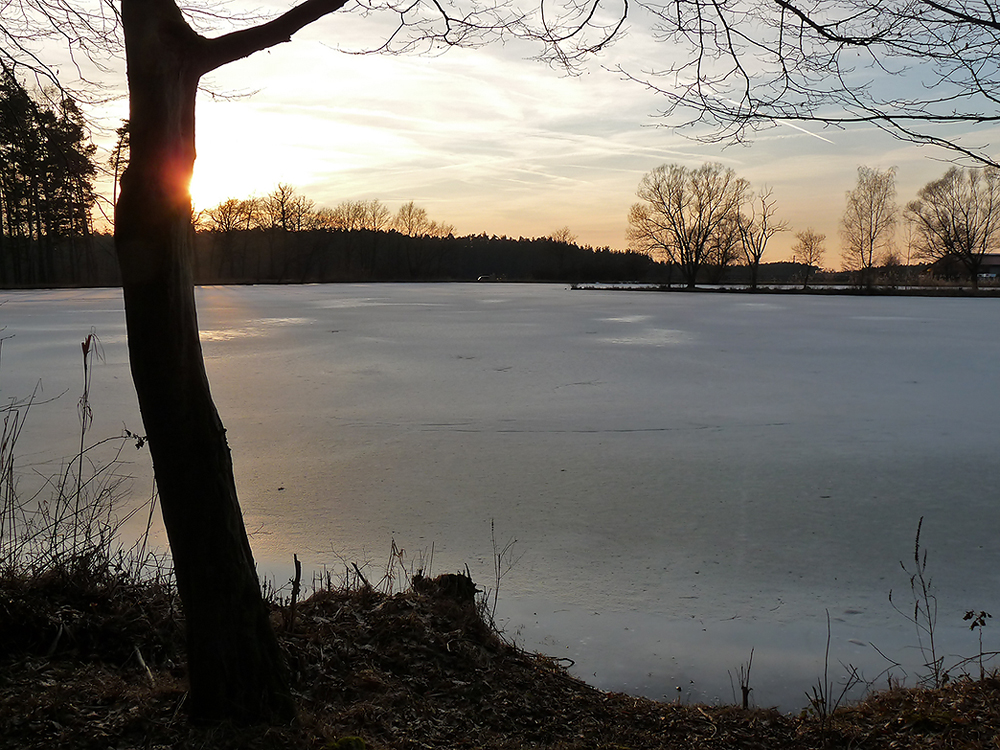 Abendstimmung in der Scherau (4)