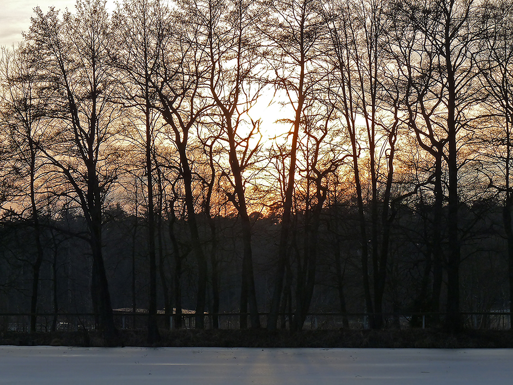 Abendstimmung in der Scherau (5)