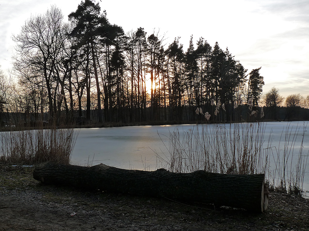 Abendstimmung in der Scherau (6)